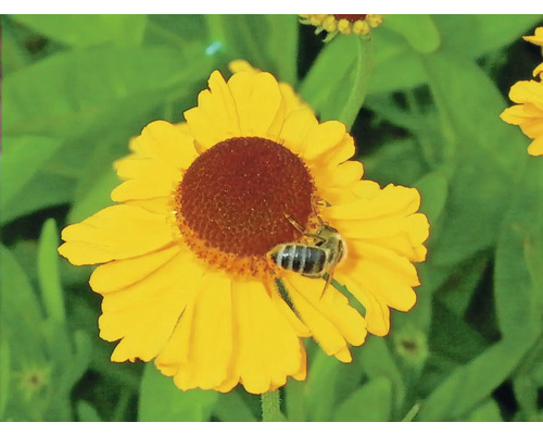 Gele bloem met een bij