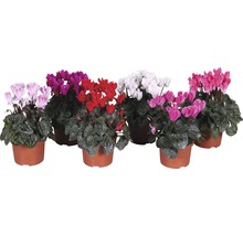 Verschillende cyclamen in potten