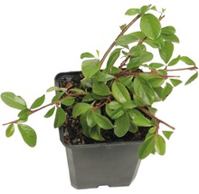Dwergmispelplant in pot
