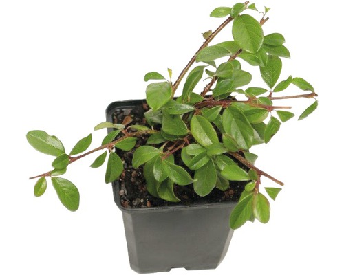 FLORASELF Dwergmispel Cotoneaster dammeri 'Coral Beauty' potmaat Ø 9 cm H 10-15 cm Dwergmispelplant in pot