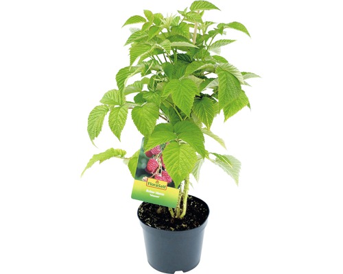 Frambozenplant in pot met FloraSelf logo