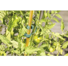 Tomatenplant met plantenklemmen en staaf