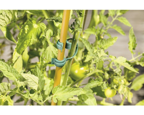 Tomatenplant met plantenklemmen en staaf