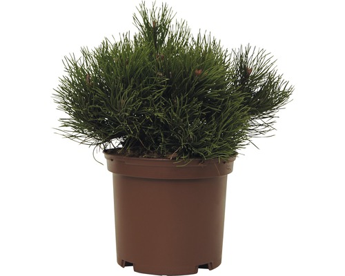 FLORASELF® Grove den Pinus silvestris 'Mops' potmaat Ø17 cm