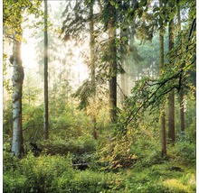 Boslandschap met bomen en ondergroei in zonlicht