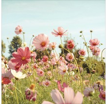 Veld met roze cosmea bloemen