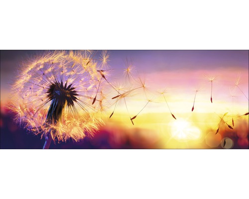 Close-up van een paardenbloem tegen een zonsondergang