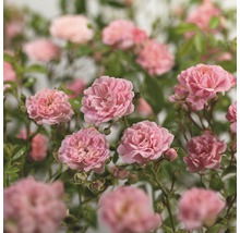 Close-up van roze miniatuurrozen met groene bladeren.