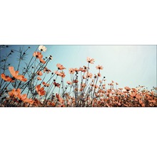 Bloemenveld onder blauwe lucht
