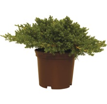 Jeneverbesplant in pot