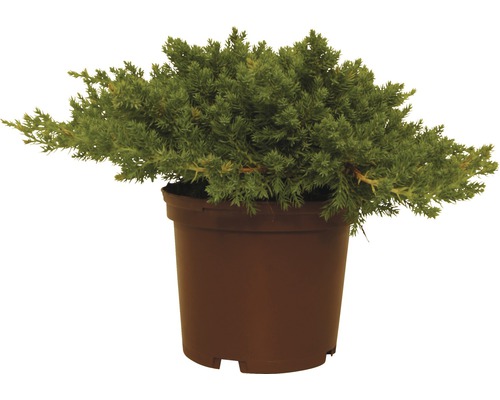 FLORASELF® Jeneverbes Juniperus 'Nana' potmaat Ø19 cm