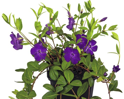 FLORASELF Kleine maagdenpalm Vinca minor 'Atropurpurea' potmaat Ø 9 cm H 5-7 cm Maagdenpalm met paarse bloemen in pot