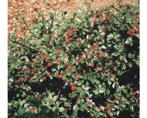 FLORASELF Dwergmispel Cotoneaster dammeri potmaat Ø 9 cm per 6 st