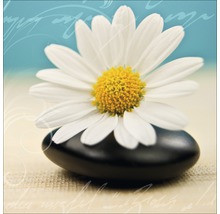 Decoratieve afbeelding met een witte madeliefjebloem op een steen