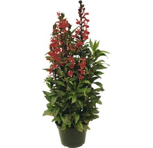 FLORASELF Lobelia Lobelia speciosa potmaat 3 liter H 10-40 cm