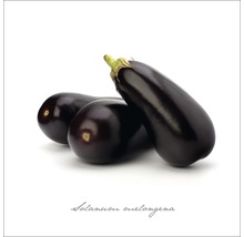 Drie aubergines van de soort Solanum melongena