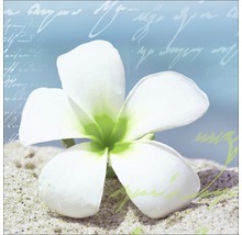 Close-up van een enkele witte frangipani bloem in het zand