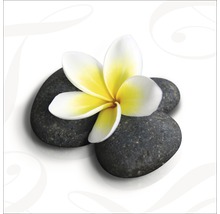 Frangipani bloem op rivierstenen