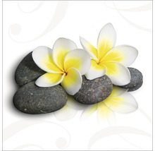 Frangipani bloemen op stenen