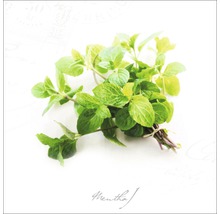Bosje munt, een aromatische plant