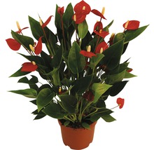 Anthurium plant met rode bloemen in een pot