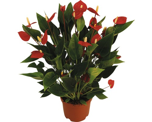 Anthurium plant met rode bloemen in een pot