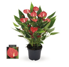 Anthurium plant in pot met rode bloemen en groene bladeren