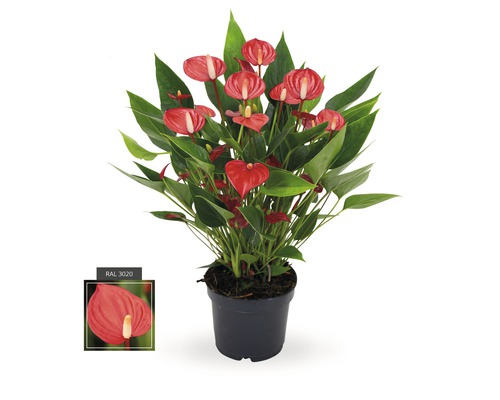 FLORASELF® Flamingoplant Anthurium 'Million Flowers' rood potmaat Ø 12 cm