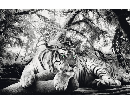 REINDERS Poster Tiger watching you 61x91,5 cm