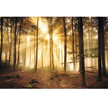 REINDERS Poster Enlightened forest 61x91,5 cm