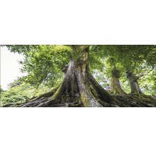 Onderzicht van grote bomen met zichtbare wortels en groene bladeren.