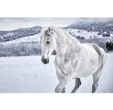 REINDERS Poster White Horse 61x91,5 cm