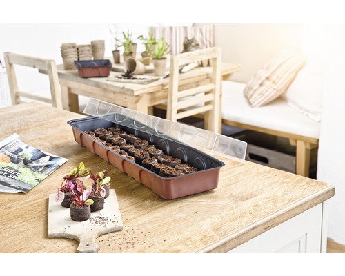 Zaadbak met zaaitabletten en doorzichtig deksel op een houten tafel, met jonge planten en zaaipotten op de achtergrond.