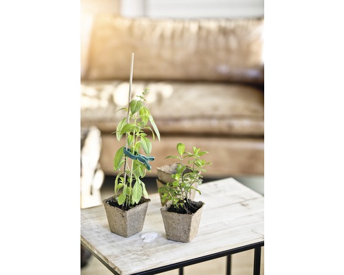 Foto van basilicum en munt in plantenbakken op een tafel