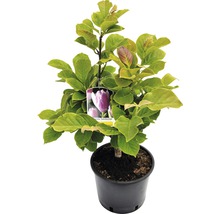Magnolia ''Satisfaction'' in pot