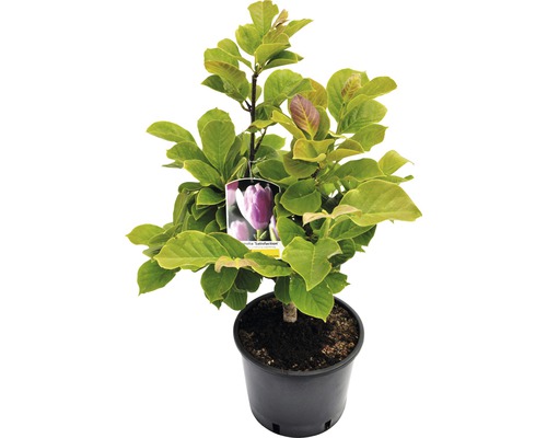 FLORASELF Beverboom Magnolia Hybride 'Satisfaction' potmaat Ø 26 cm H 60-80 cm FLORASELF Beverboom Magnolia Hybride 'Satisfaction' potmaat Ø 26 cm H 60-80 cm