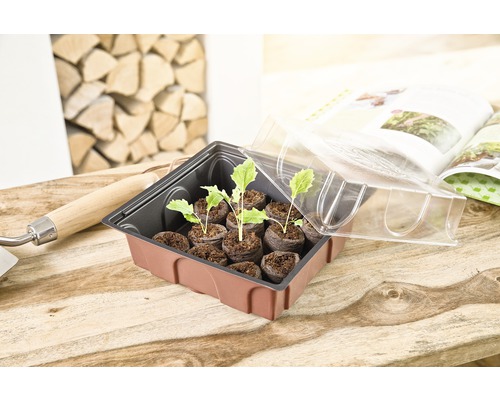 Zaaitray met jonge planten, zaadpotten en transparant deksel op een houten tafel