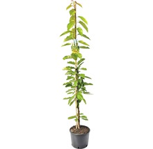 Zuilkers in pot