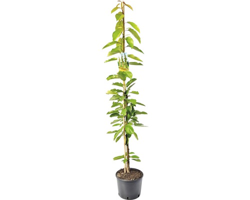 Zuilkers in pot