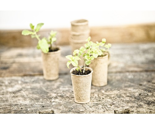 Kweekpotten met jonge planten op houten oppervlak