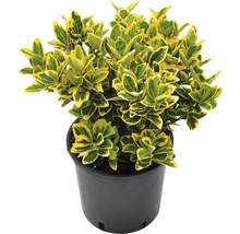 Spoelstruik met bladeren in pot