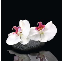 Twee witte orchideeënbloemen op een steen