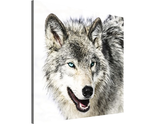 Schilderij canvas wolf 80x80 cm