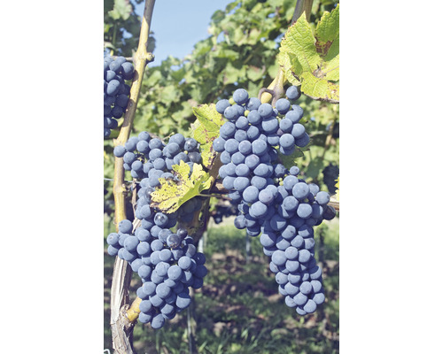 FLORASELF BIO Druif Vitis vinifera 'Regent' potmaat 7,5 liter H 80-100 cm Druiven aan de wijnstok