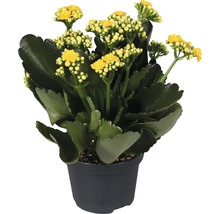 Kalanchoë plant met gele bloemen in pot
