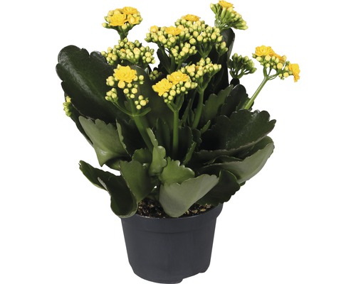 Kalanchoë plant met gele bloemen in pot