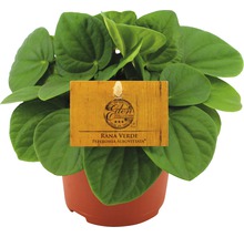 Peperomia Rana Verde kamerplant in pot met Eden Collection label