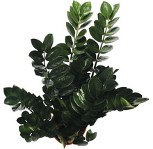 Zamioculcas kamerplant in pot