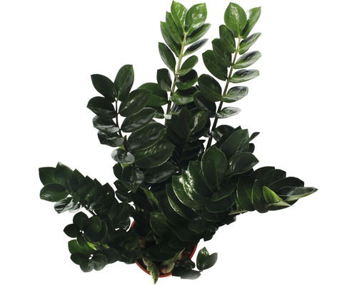 Zamioculcas kamerplant in pot