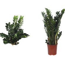 Zamioculcas kamerplant in pot